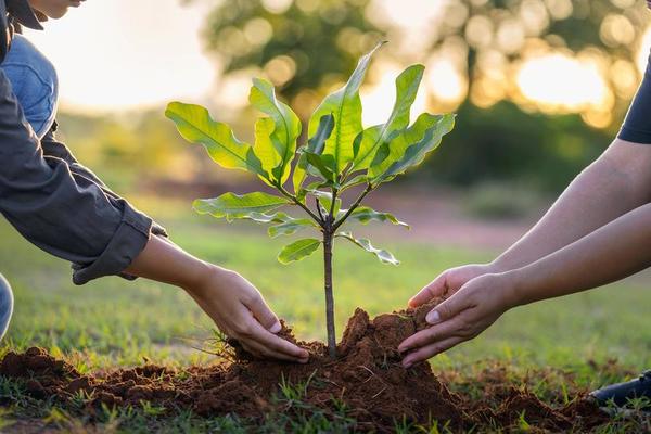 Tree Plantation Drive